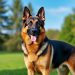 découvrez les caractéristiques du berger allemand, son tempérament fidèle et protecteur, ainsi que tous nos conseils pour bien entretenir et éduquer ce chien exceptionnel.
